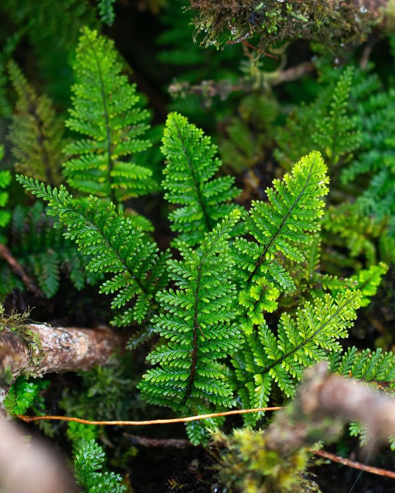 Miniature Hawaiian Dryland Forests