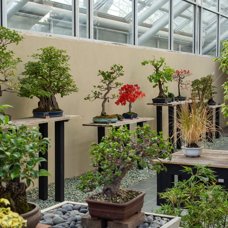 Bonsai Collection