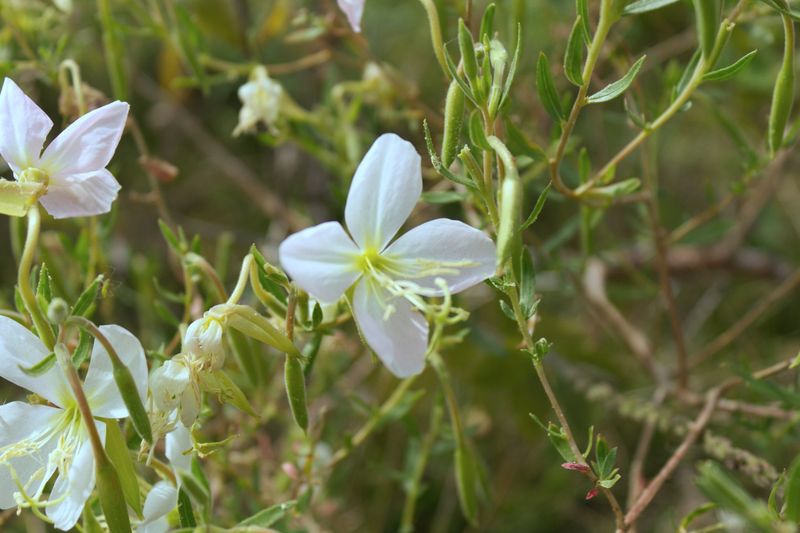 Evening Primrose