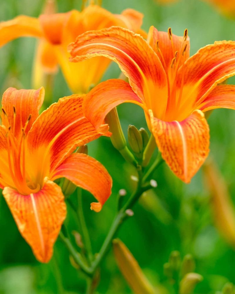 Daylily