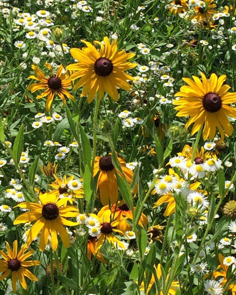Black-Eyed Susan's Cheerful Golden Faces