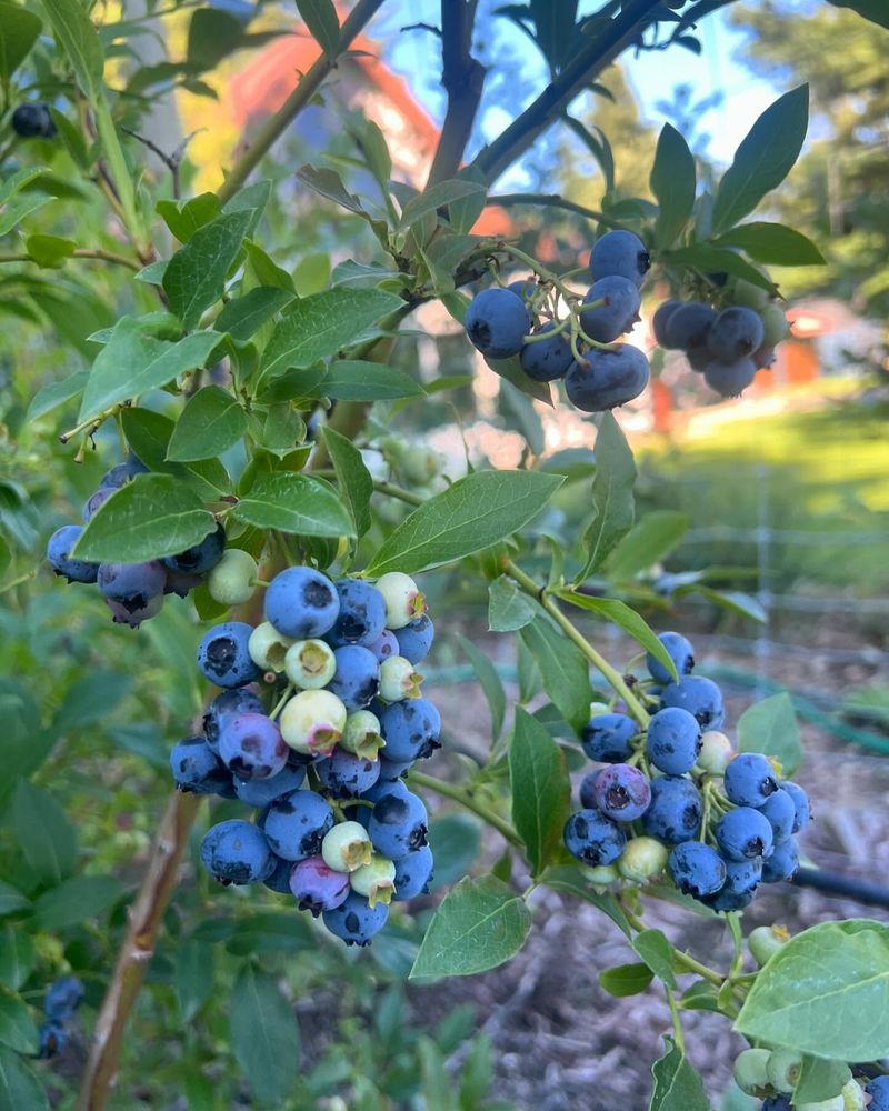 Blueberry Bushes