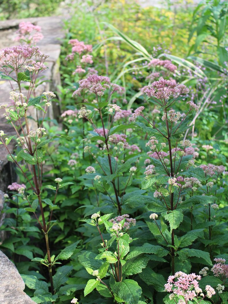 Joe Pye Weed