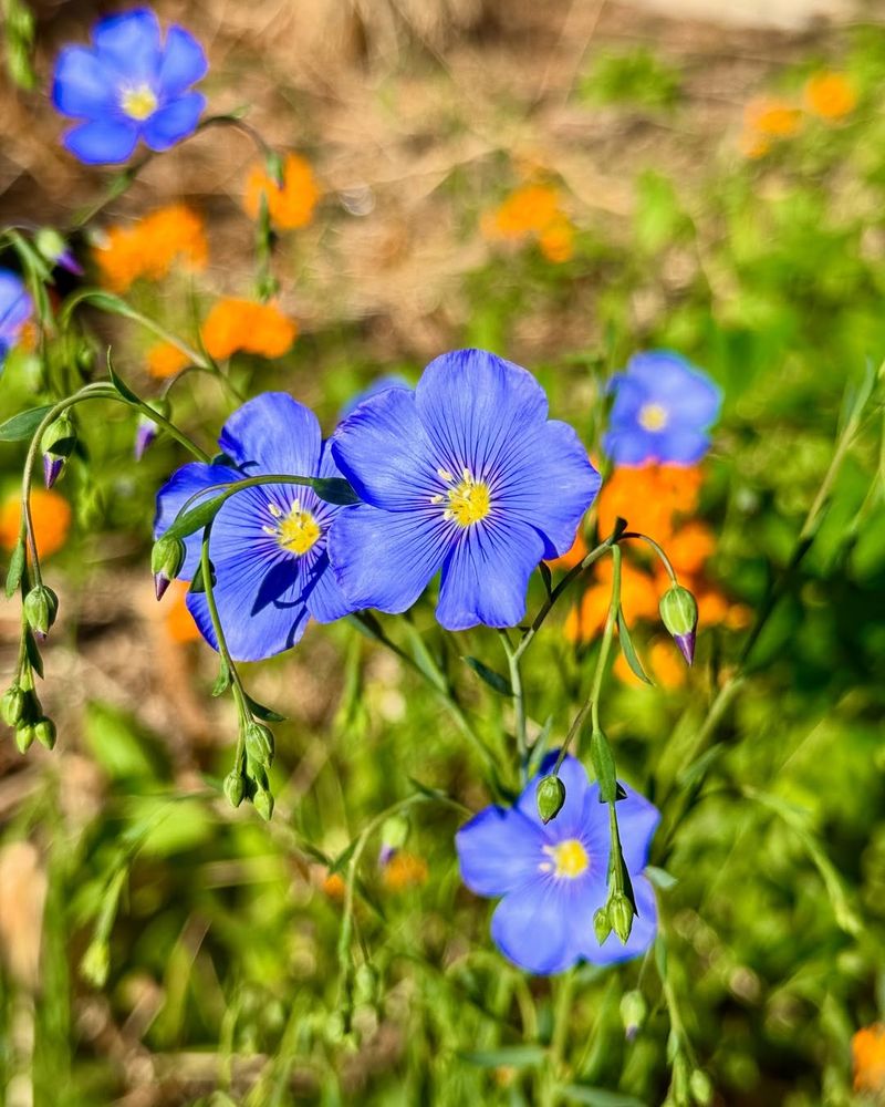 Blue Flax (Linum lewisii)