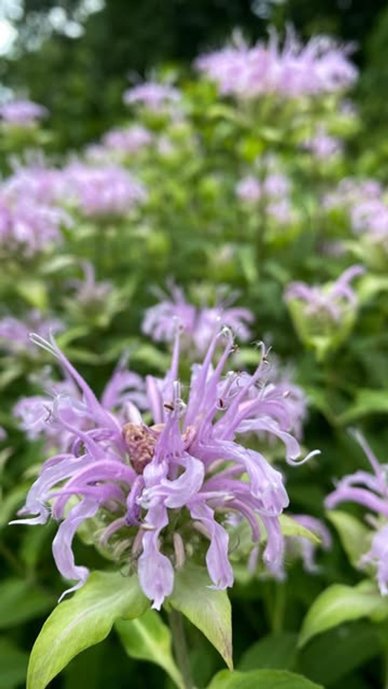 Wild Bergamot Drifts