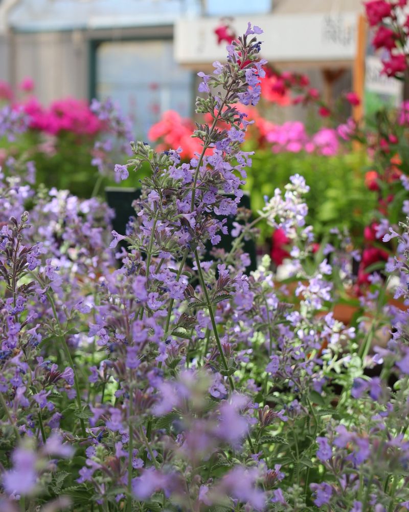 Catmint