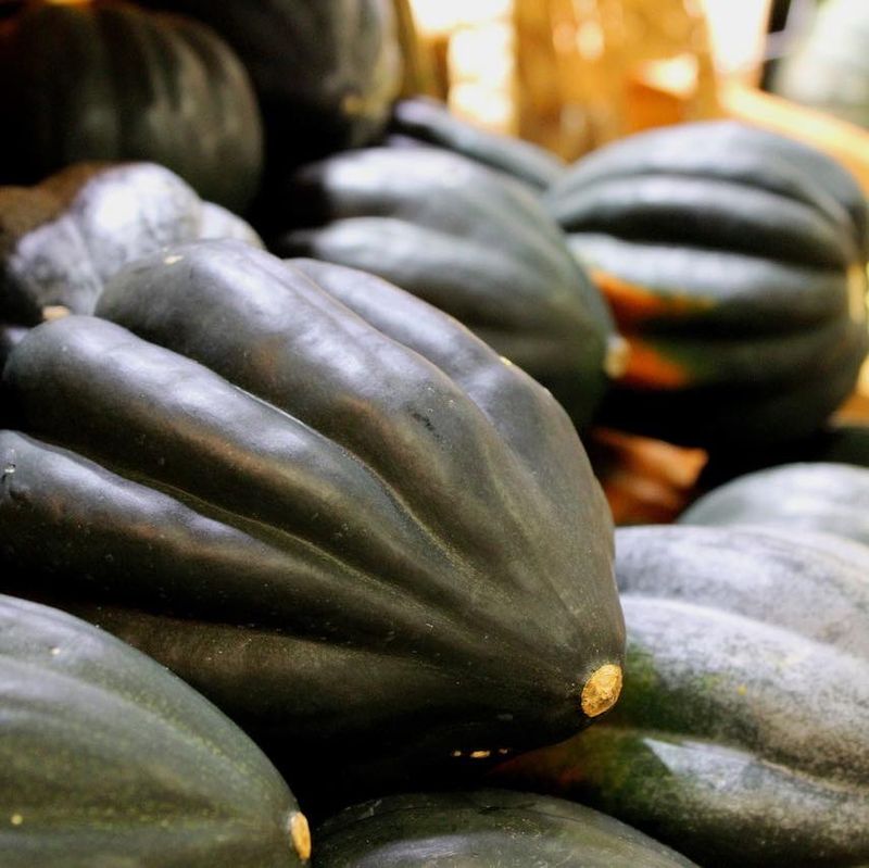 Acorn Squash