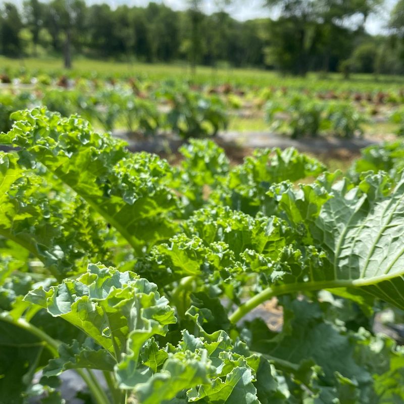 Kale
