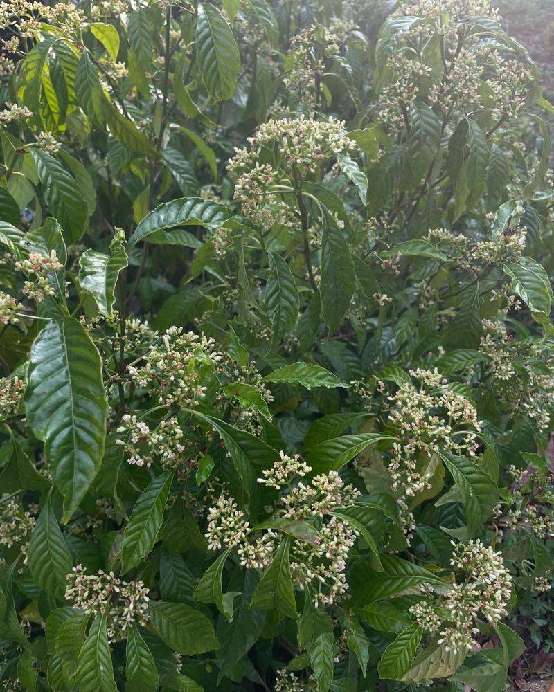 Wild Coffee (Psychotria nervosa)