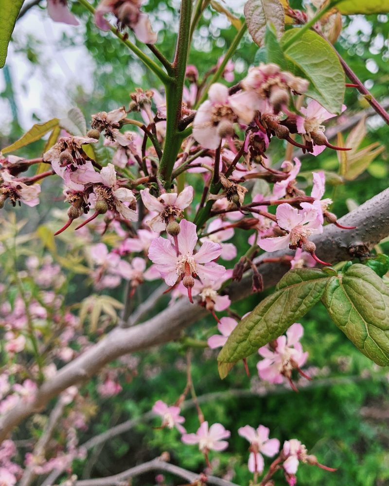 Mexican Buckeye (Ungnadia speciosa)