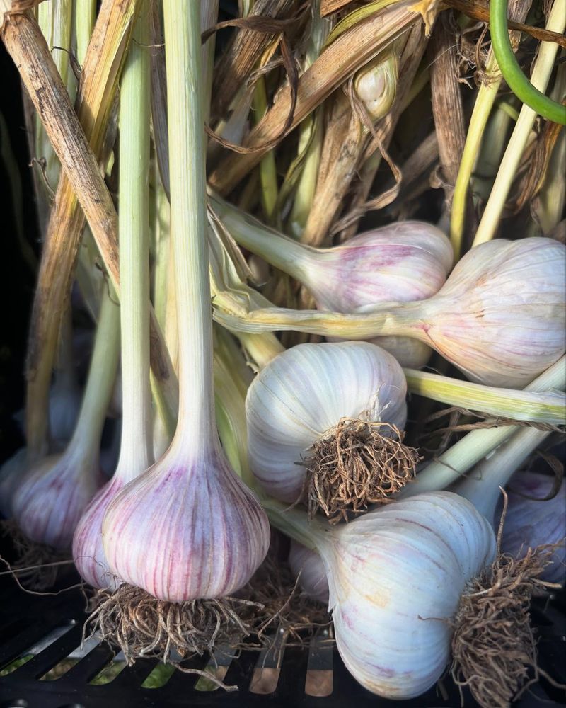 Garlic