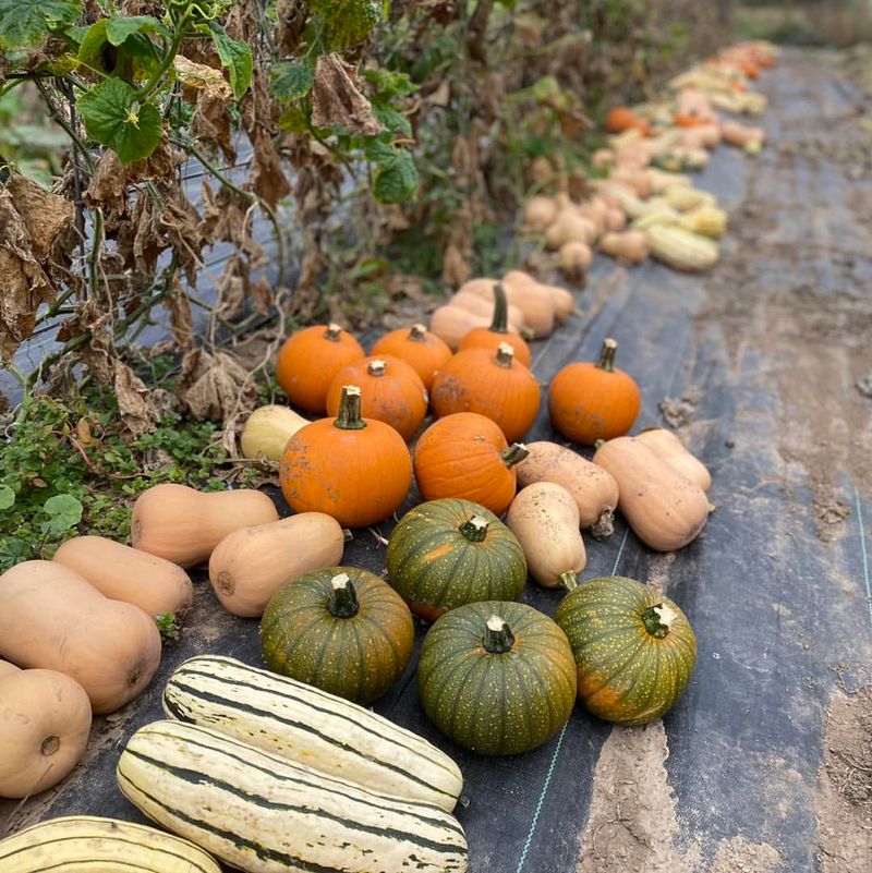 Winter Squash