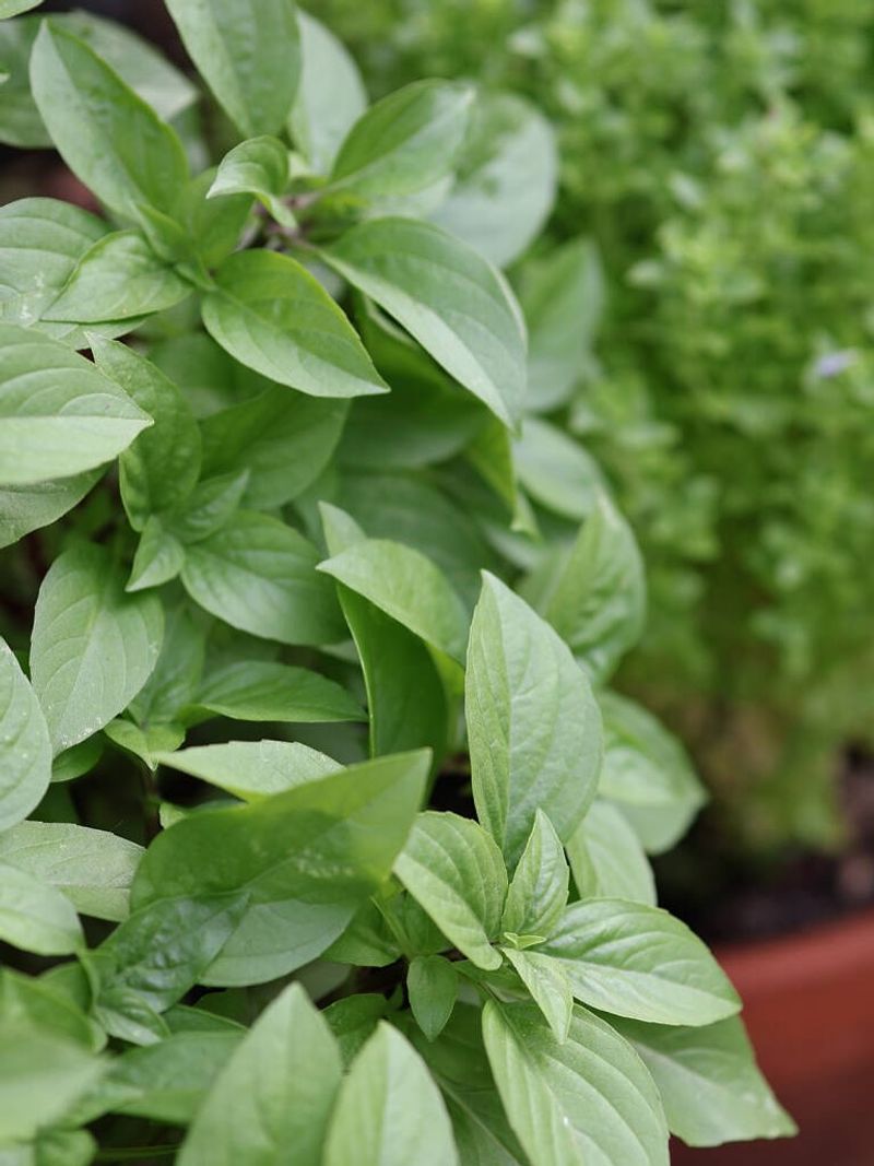 Fresh Herb Growing Practices Enhancing Culinary Traditions