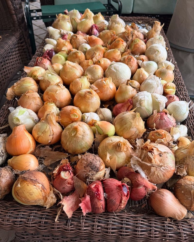 Onions: Layered Storage Champions