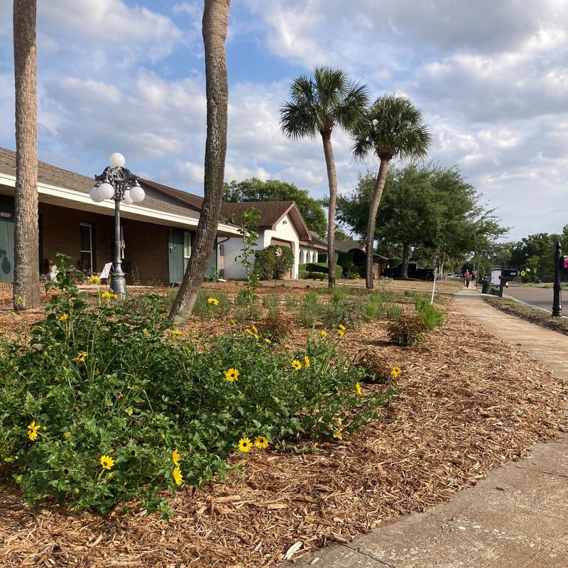 Chinaberry Tree: The Toxic Beauty