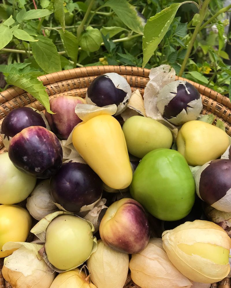 Tomatillos