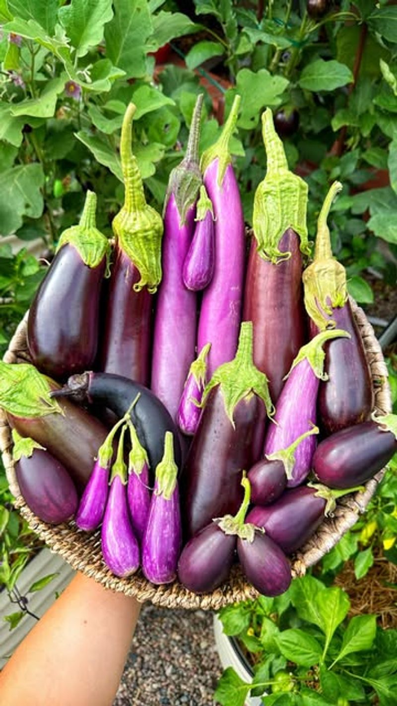 Eggplant