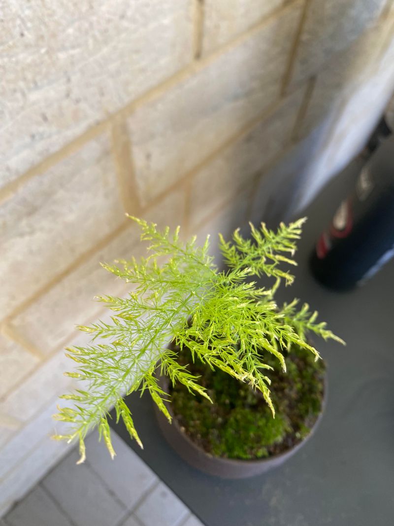 Asparagus Fern