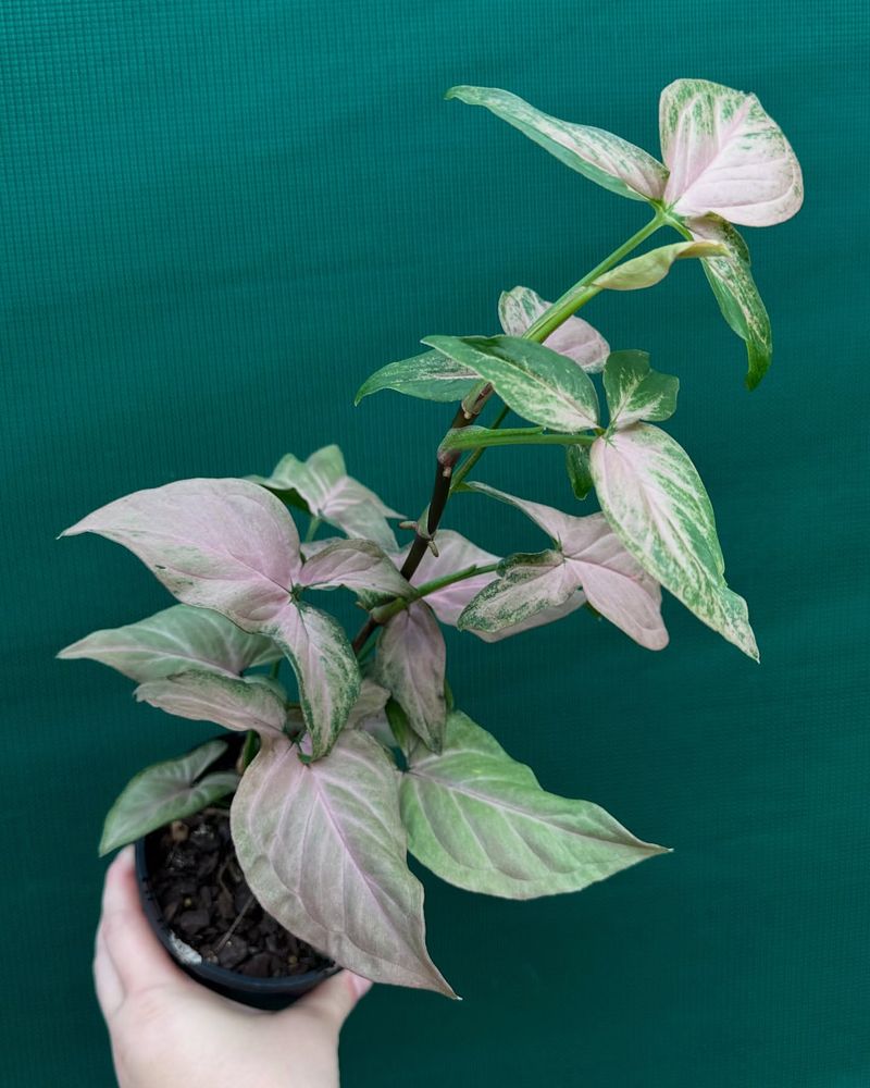 Arrowhead Plant