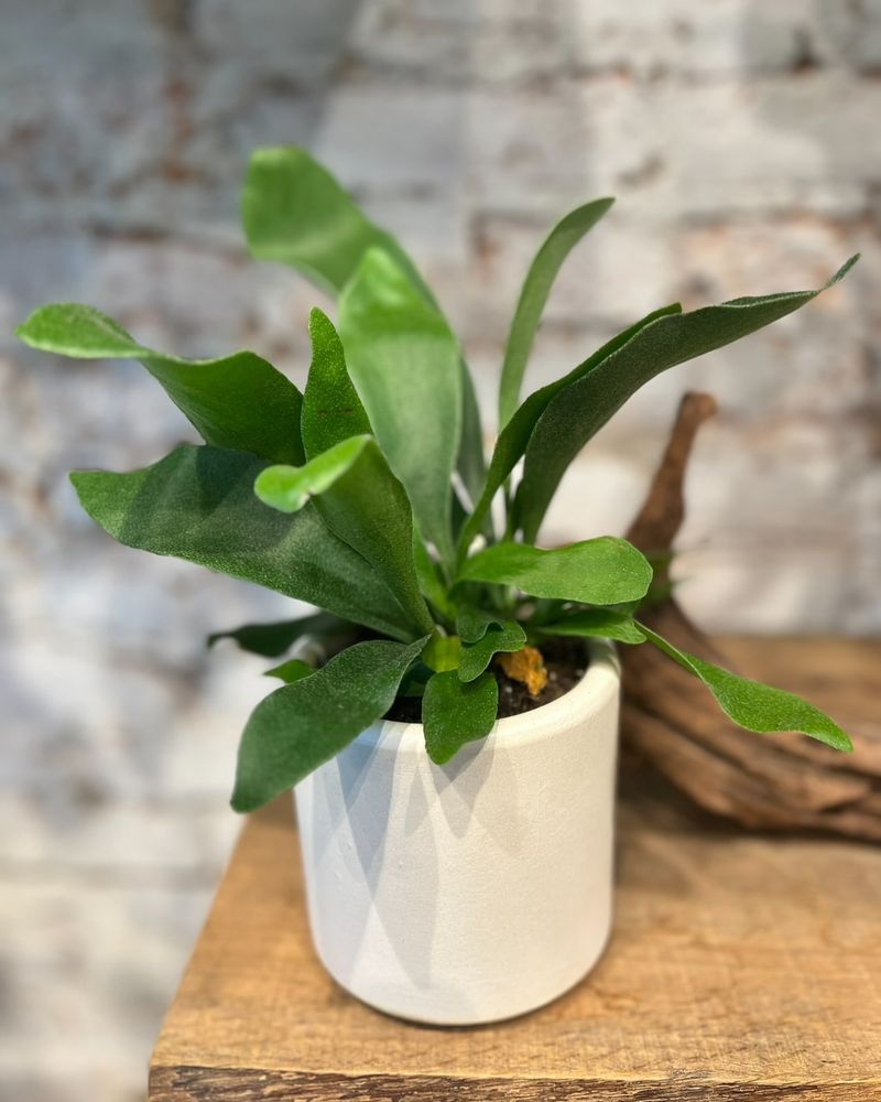 Staghorn Fern