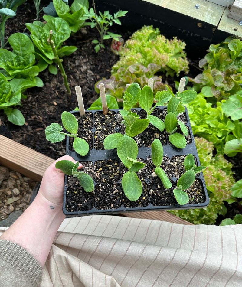 Start With Easy-Growing Varieties