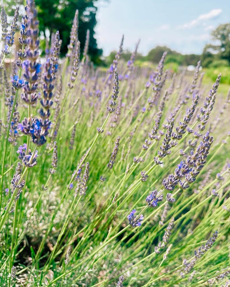 Lavender's Calming Magic