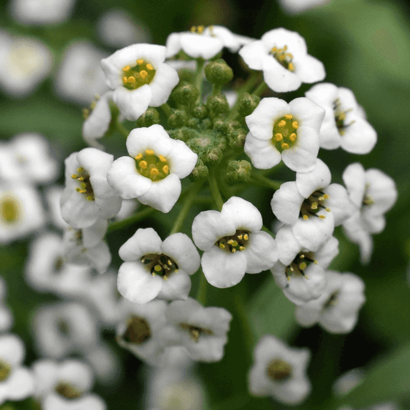 Sweet Alyssum - Tiny Flower Carpet