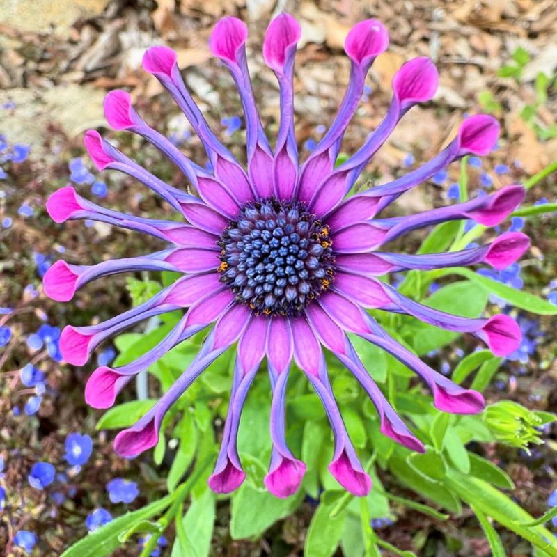 Osteospermum