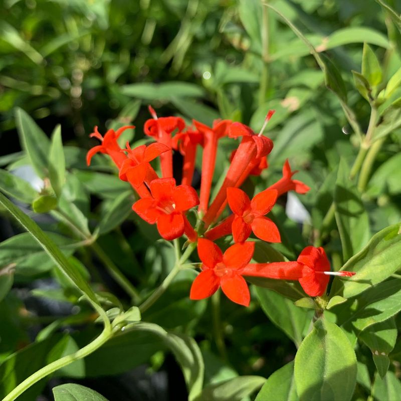 Bouvardia (Bouvardia ternifolia)