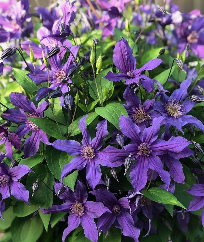 Clematis