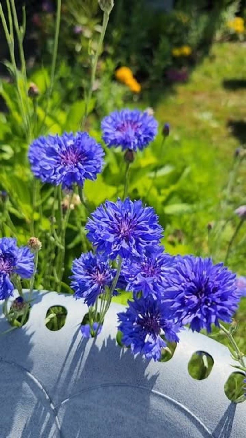 Bachelor's Buttons
