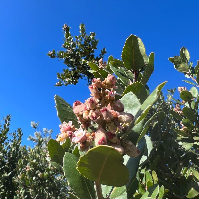 Lemonade Berry (Rhus integrifolia)