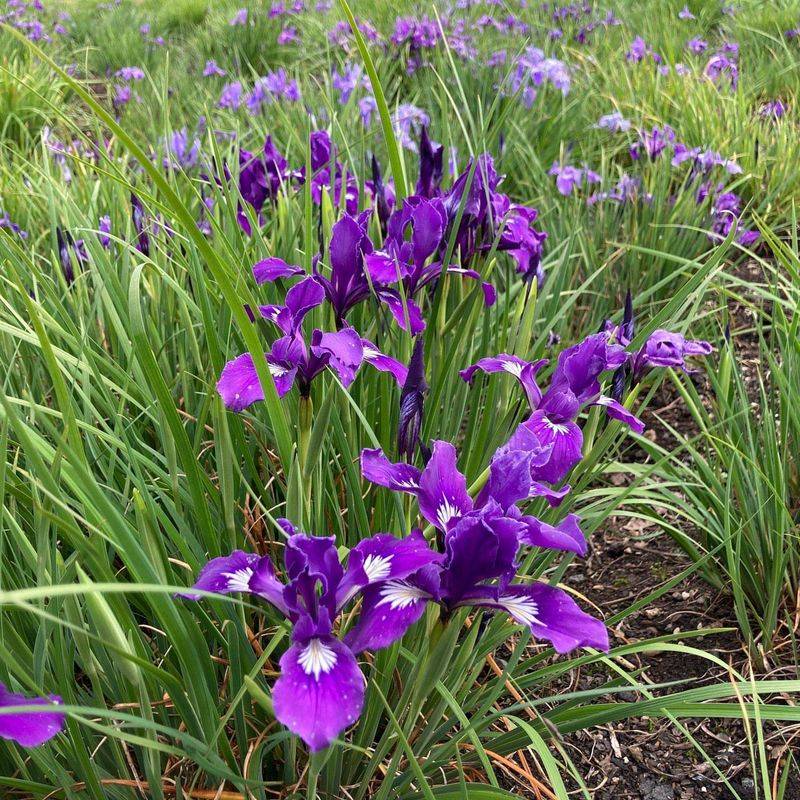 Oregon Iris