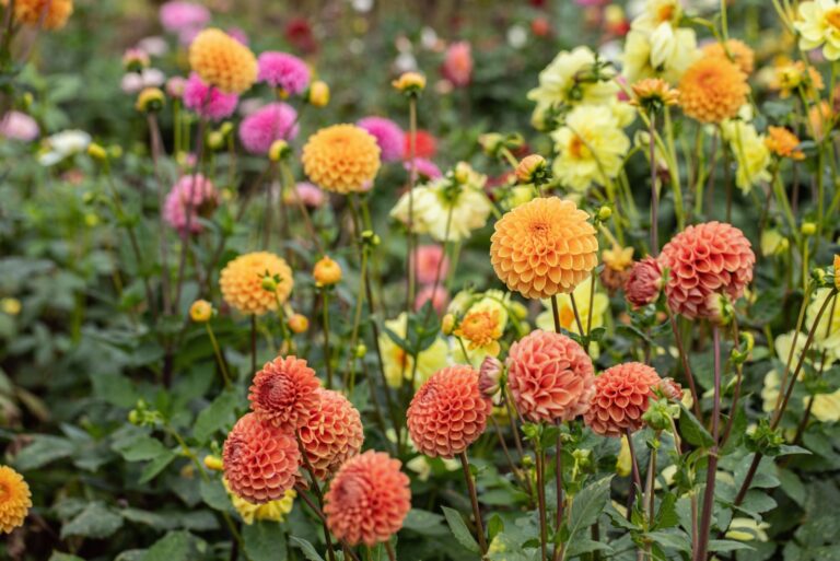 dahlias in a flower field