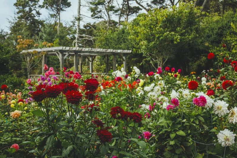 Mendocino's Coastal Dahlia Haven