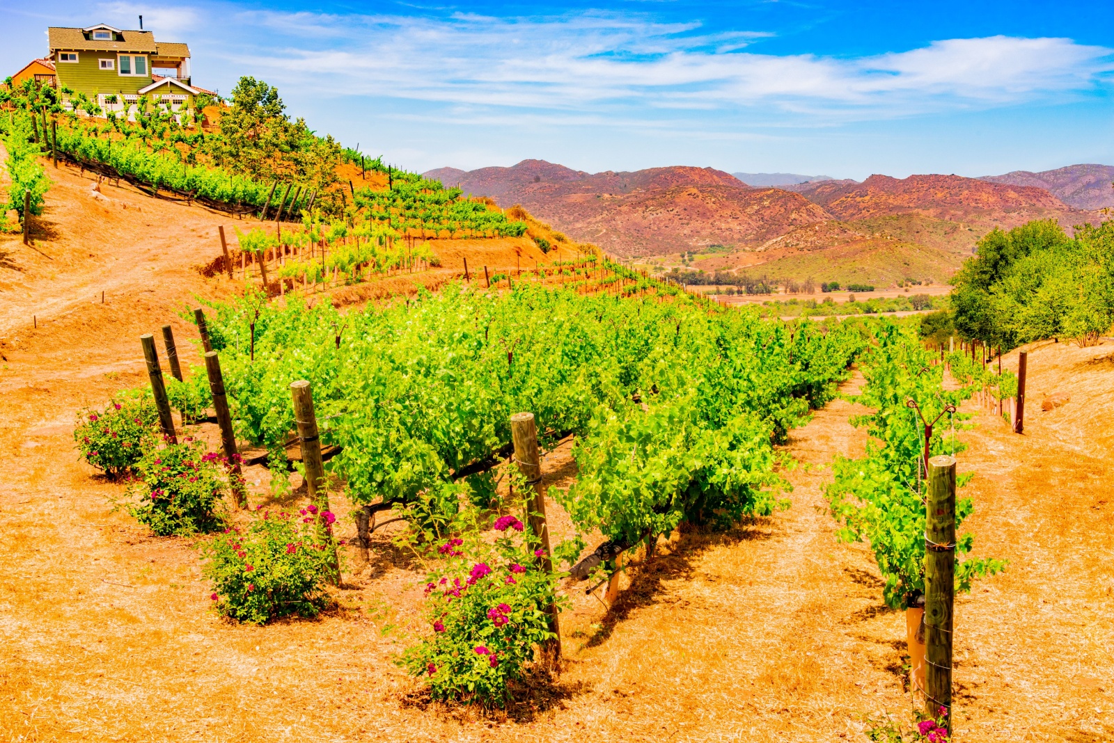 California Villages Wrapped In Rolling Vineyards And Rose Gardens