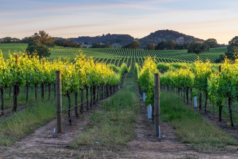 vineyard in california