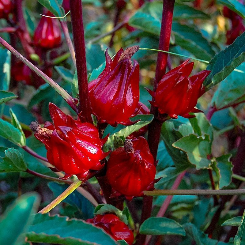 Roselle Hibiscus
