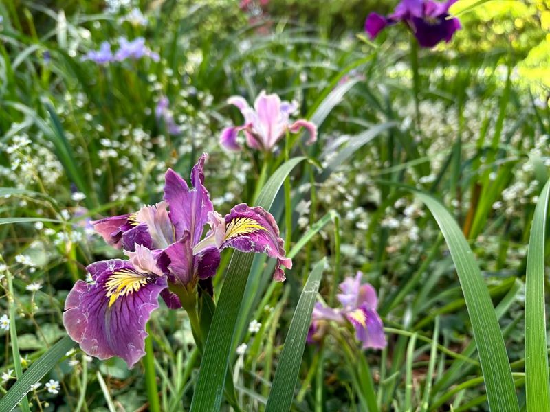 Pacific Coast Iris