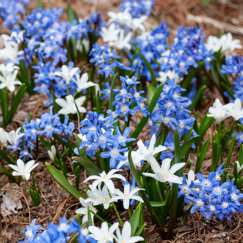 Chionodoxa: Glory Of The Snow For Virginia Gardens