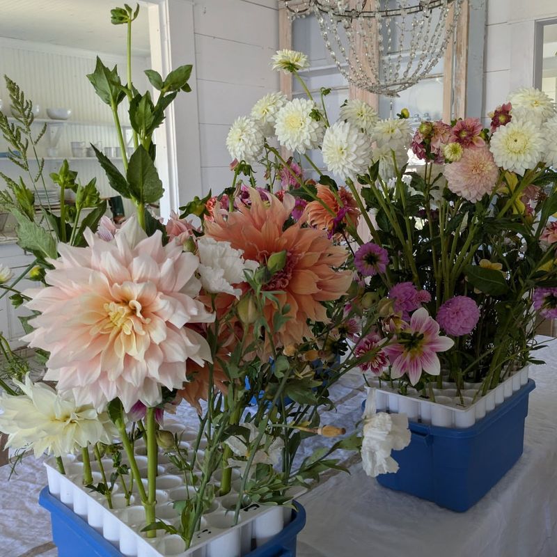 Sutter Creek's Gold Country Dahlia Treasures