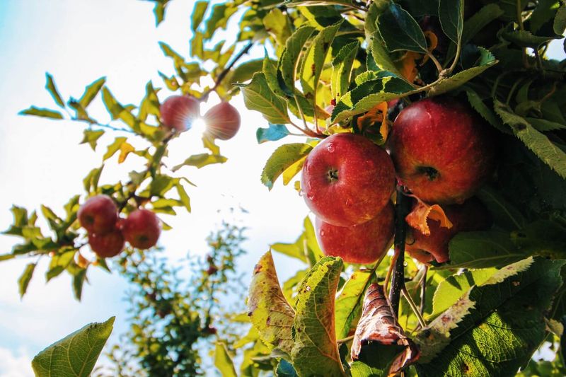 Mystic, Connecticut's Orchard-Lined Shores