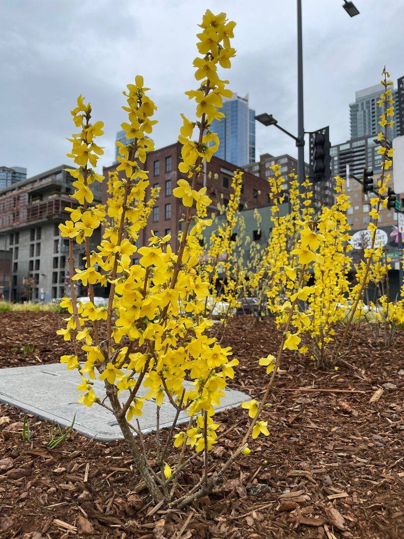 Forsythia's Yellow Show Gets Cancelled