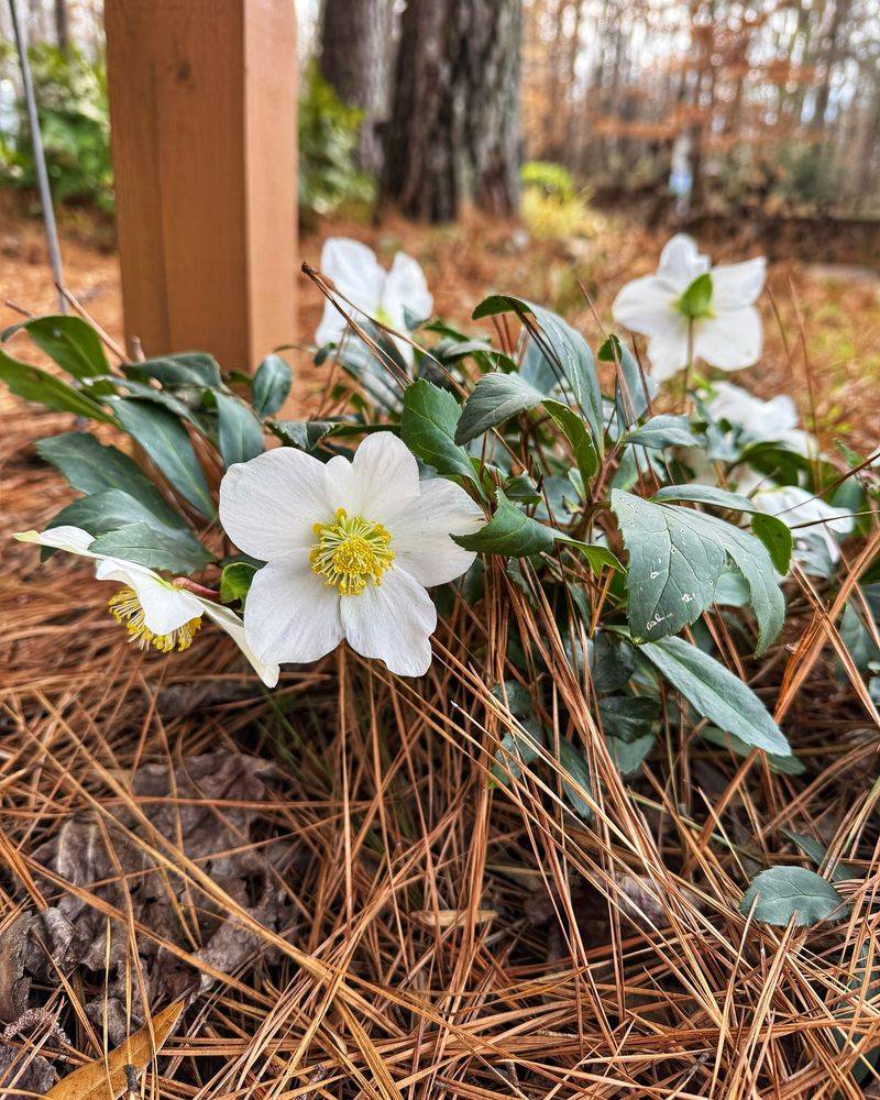 Hellebores (Lenten Rose)