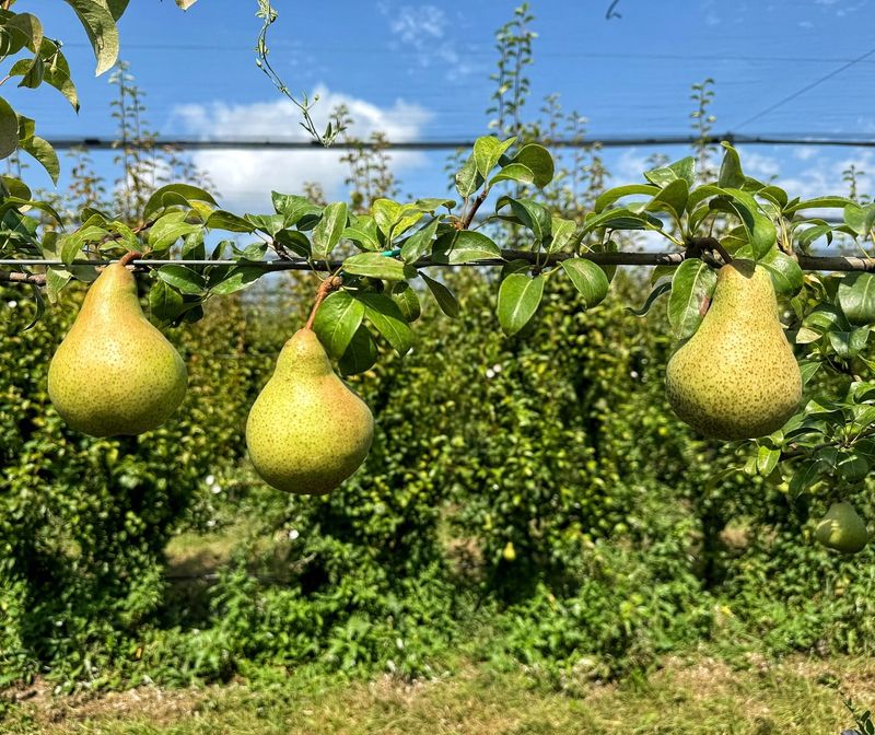 Pear (most varieties)