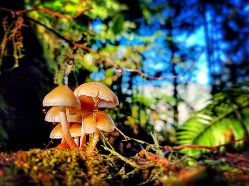Pacific Golden Thread (Phycomyces blakesleeanus)