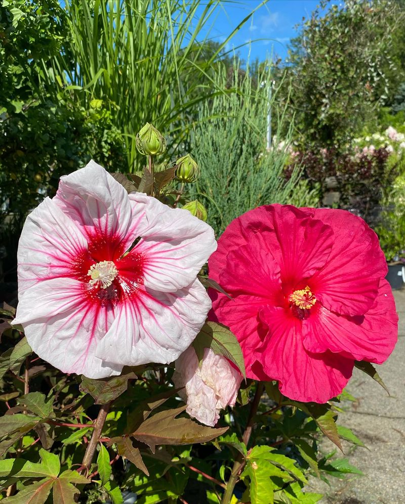 Hardy Hibiscus