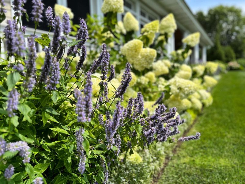 Anise Hyssop