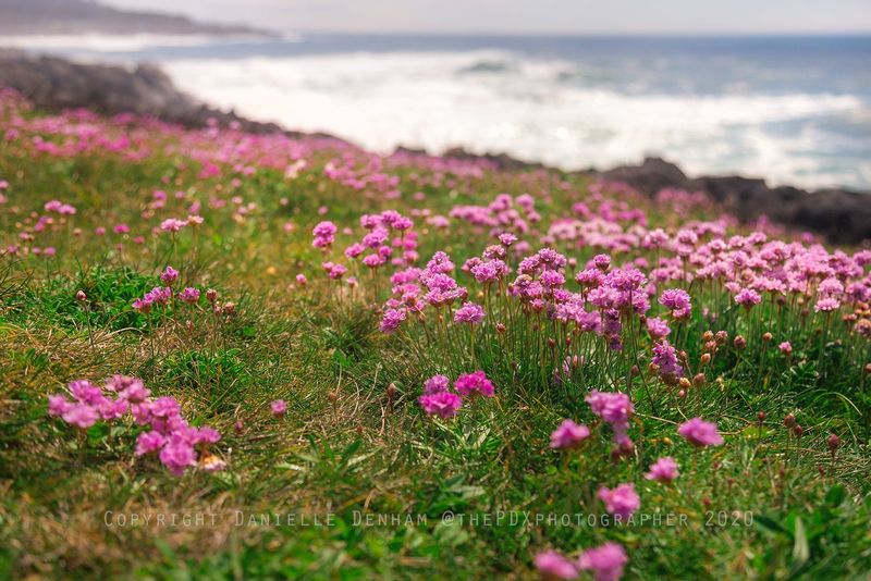 Depoe Bay: Wild Lupine Survivors