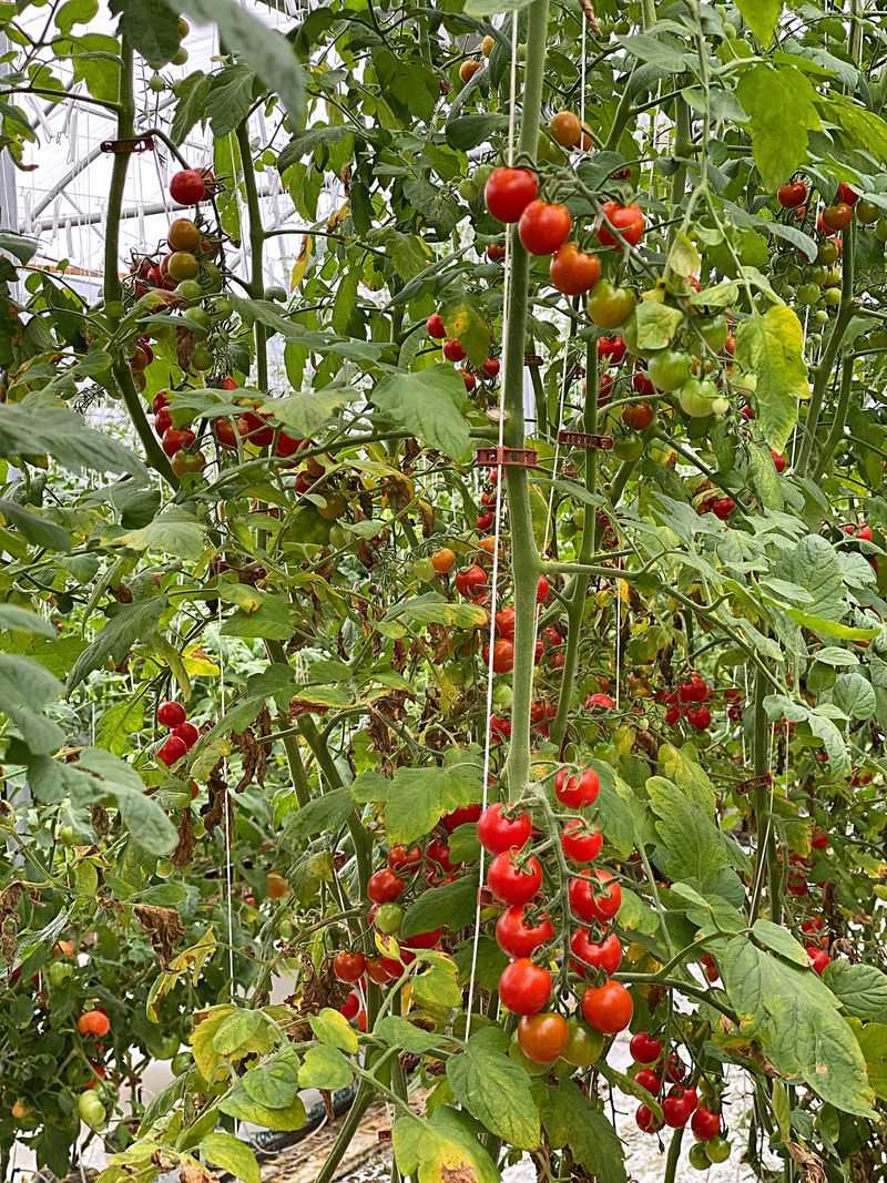 Tomatoes